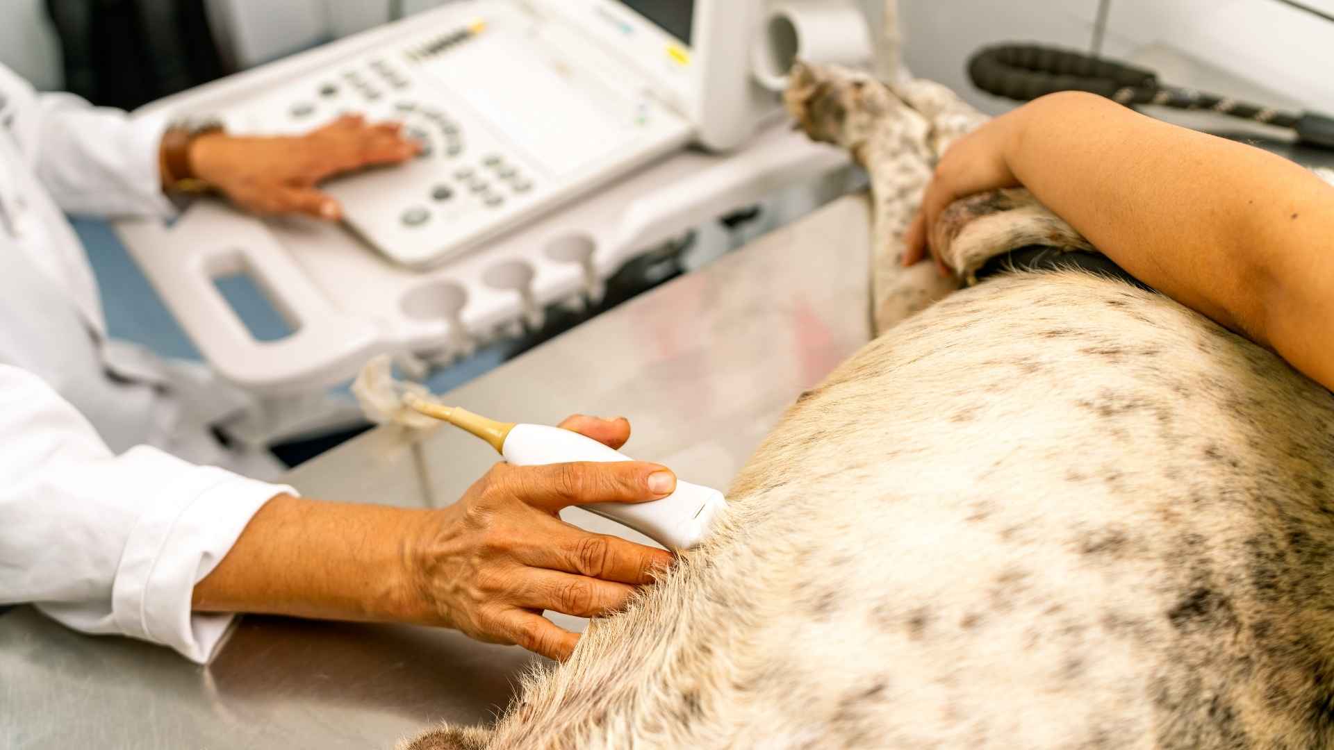 ecografía gestación perra embarazada